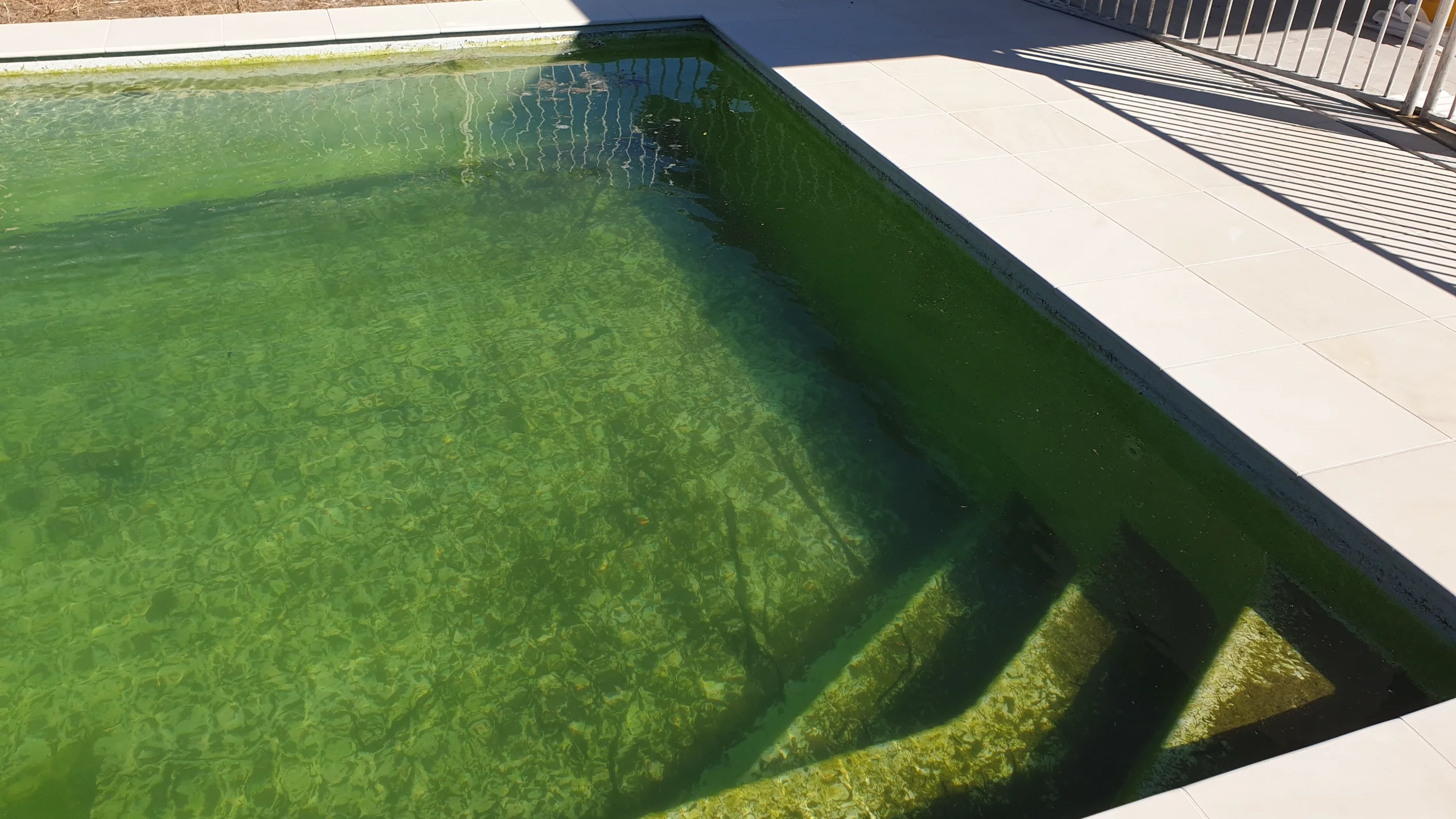 Neglected fibreglass pool with cloudy green algae-affected water beside cream tiled paving and fencing